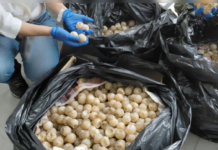 Over 11,000 Olive Ridley sea turtle eggs seized in Colima.
