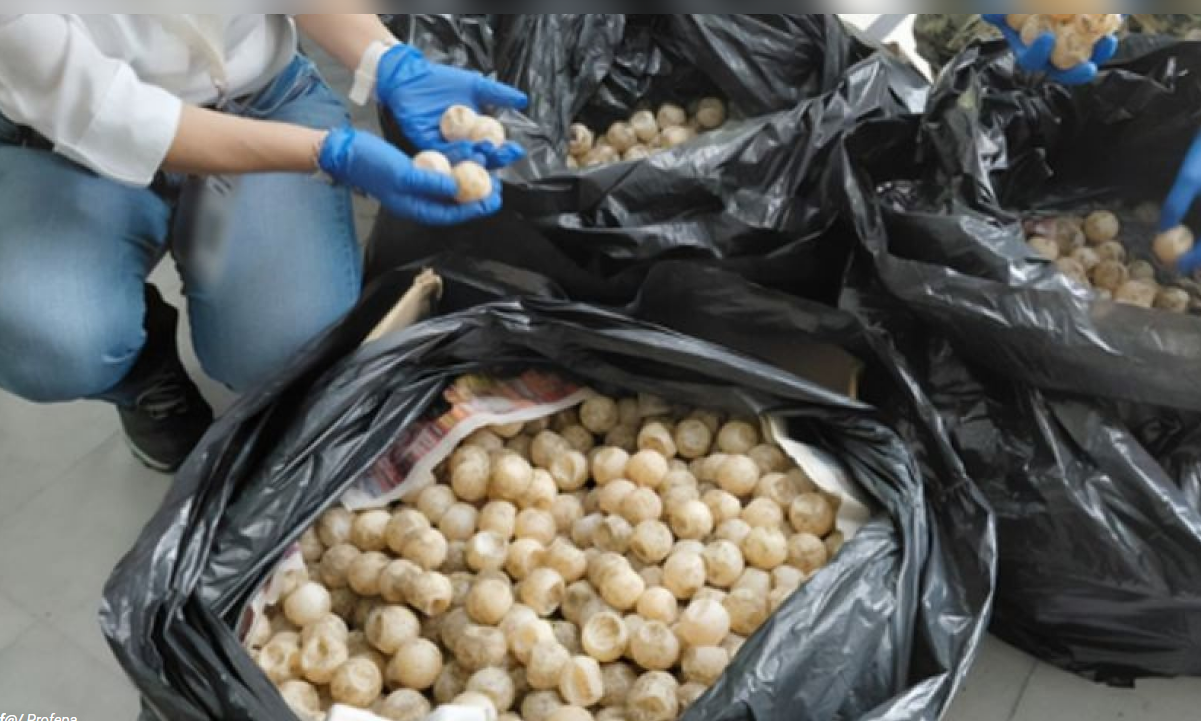 Over 11,000 Olive Ridley sea turtle eggs seized in Colima.